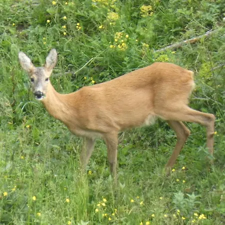 L'asinello Rampante ארטה טרמה