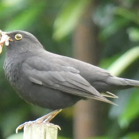 L'asinello Rampante ארטה טרמה