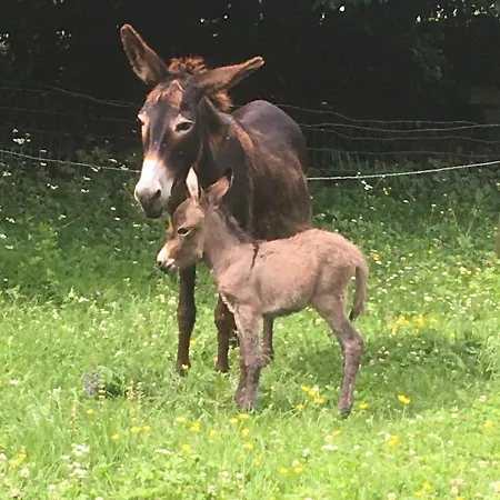 L'asinello Rampante 3* ארטה טרמה