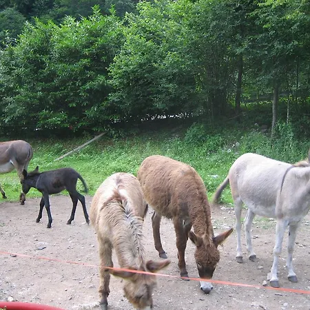 לינה וארוחת בוקר L'asinello Rampante